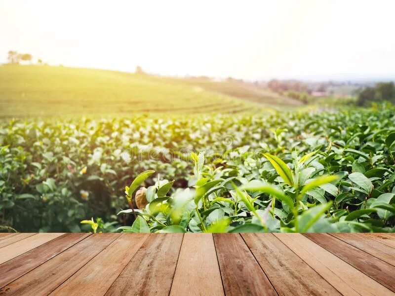 Поле стоковое фото Wooden Top Table Over Green Tea Field Stock Image - Image of montage, farm: 1113