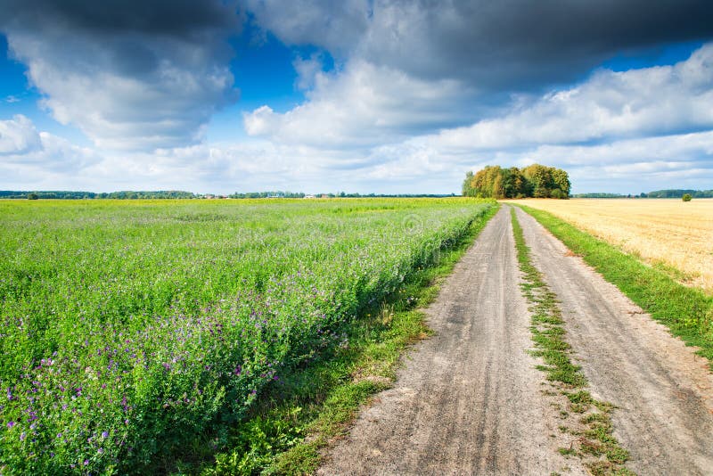 Поле стоковое фото Country Path between Fields Stock Photo - Image of alfalfa, agriculture: 5904431