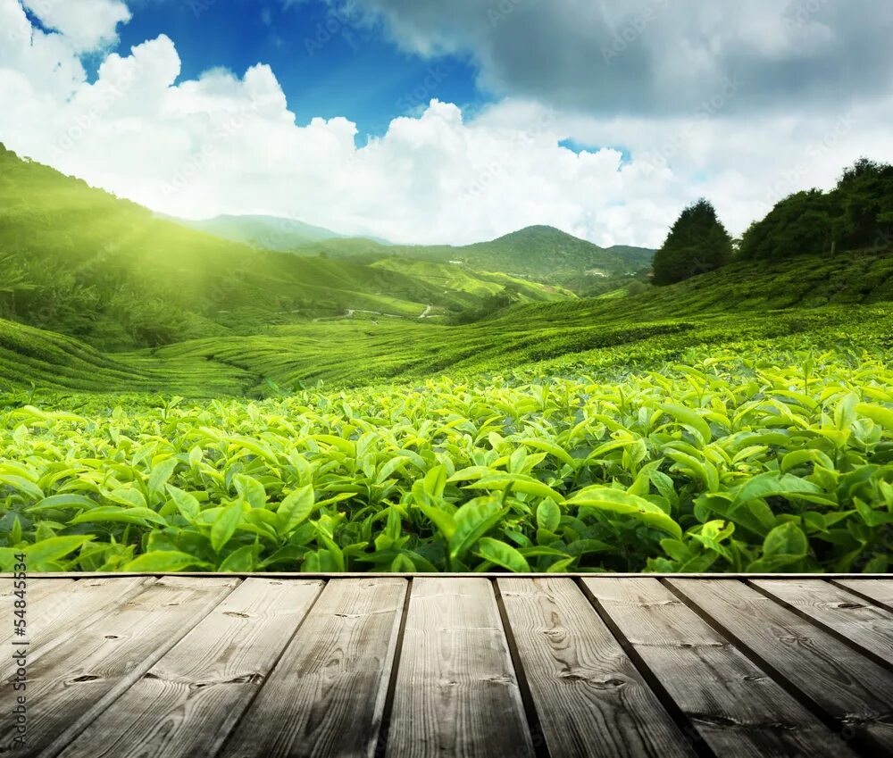 Поле стоковое фото wood floor on tea plantation Cameron highlands, Malaysia Stock Photo Adobe Stock