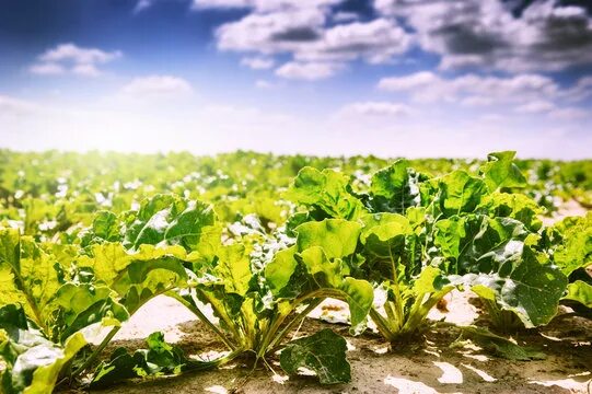 Поле свеклы фото Sugar Beet Crop Изображения: просматривайте стоковые фотографии, векторные изобр