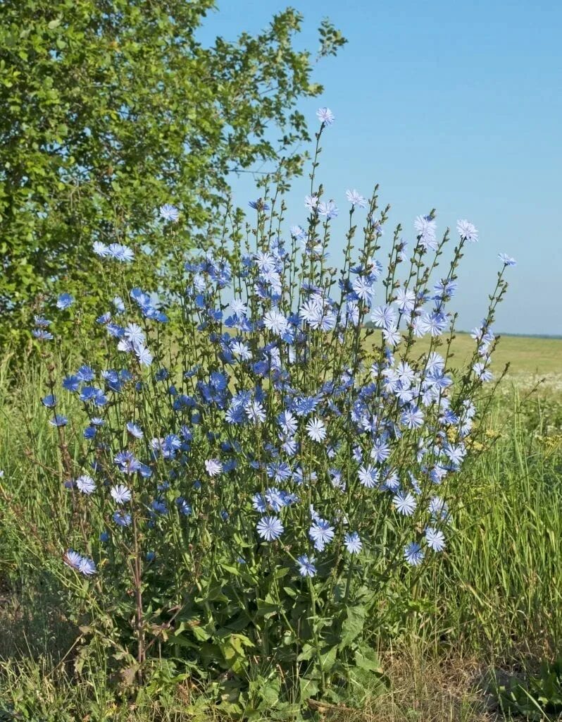 Поле цикория фото 13 Weeds With Benefits Gardening Expert Advice Fang!