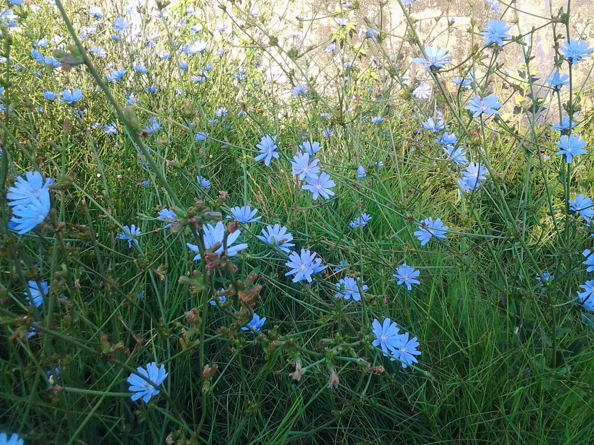 Поле цикория фото Flowers,field,nature,chicory flower,free pictures - free image from needpix.com