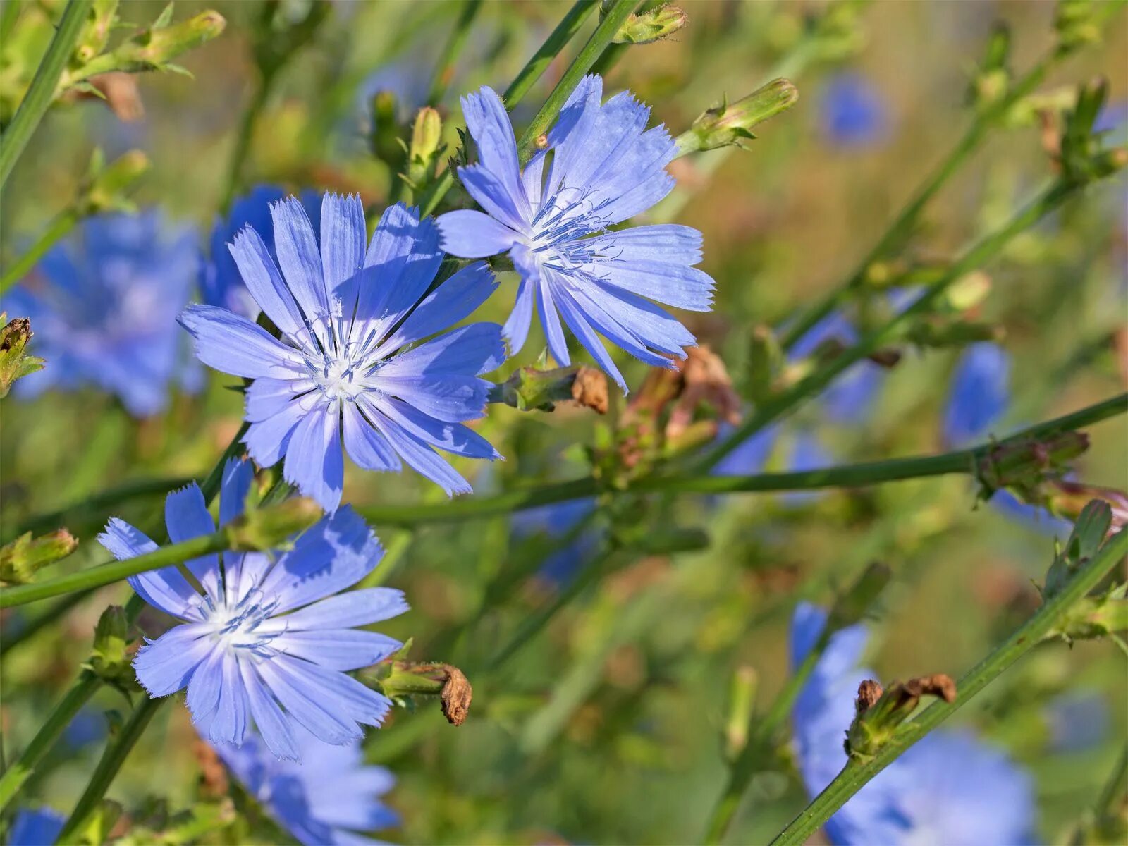 Поле цикория фото Chicory Definition, Uses, Cultivation, & Facts Britannica