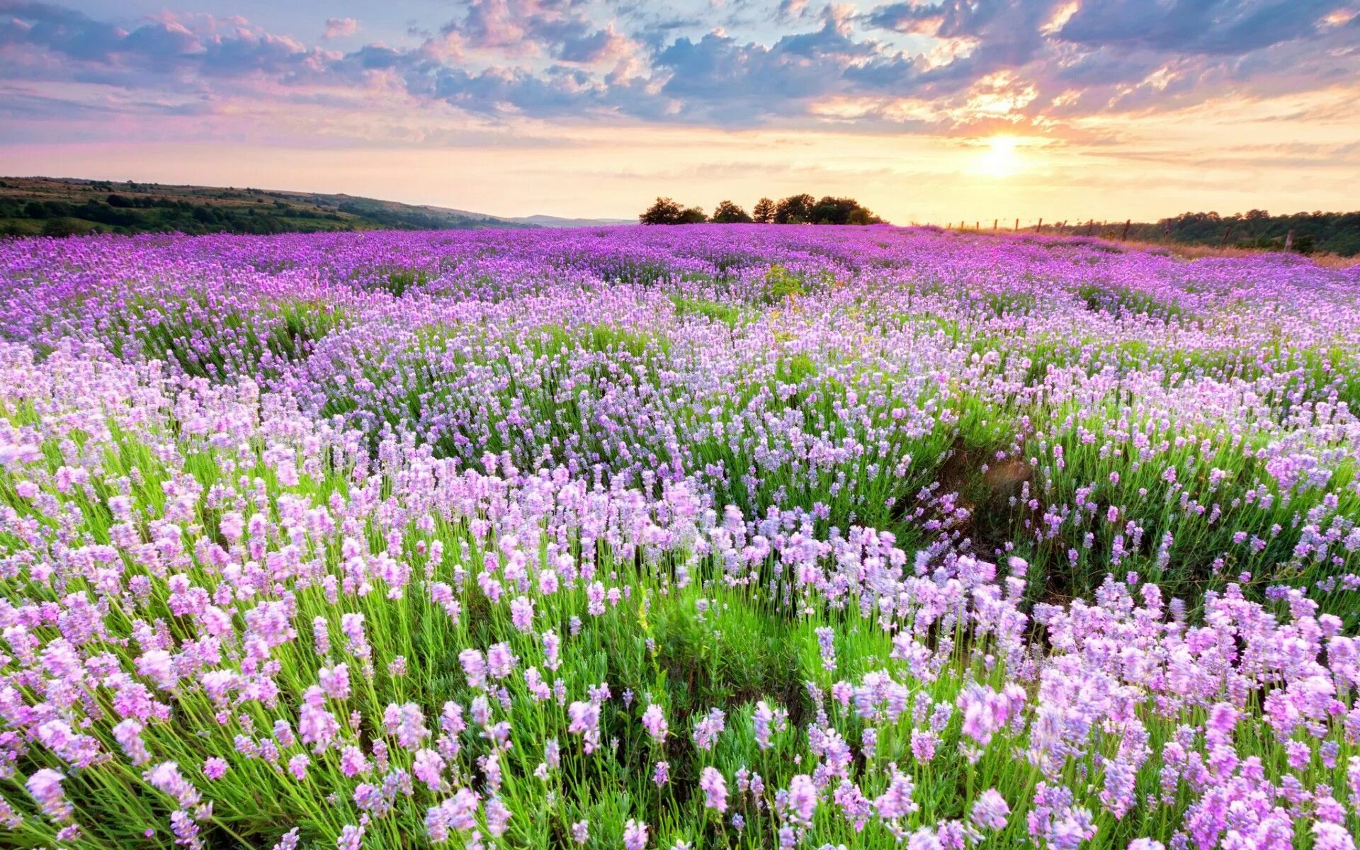 Поле цветов фото Field wallpaper, Nature photography, Purple plants