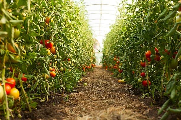 Поле томатов фото Royalty Free Tomato Farm Pictures, Images and Stock Photos - iStock