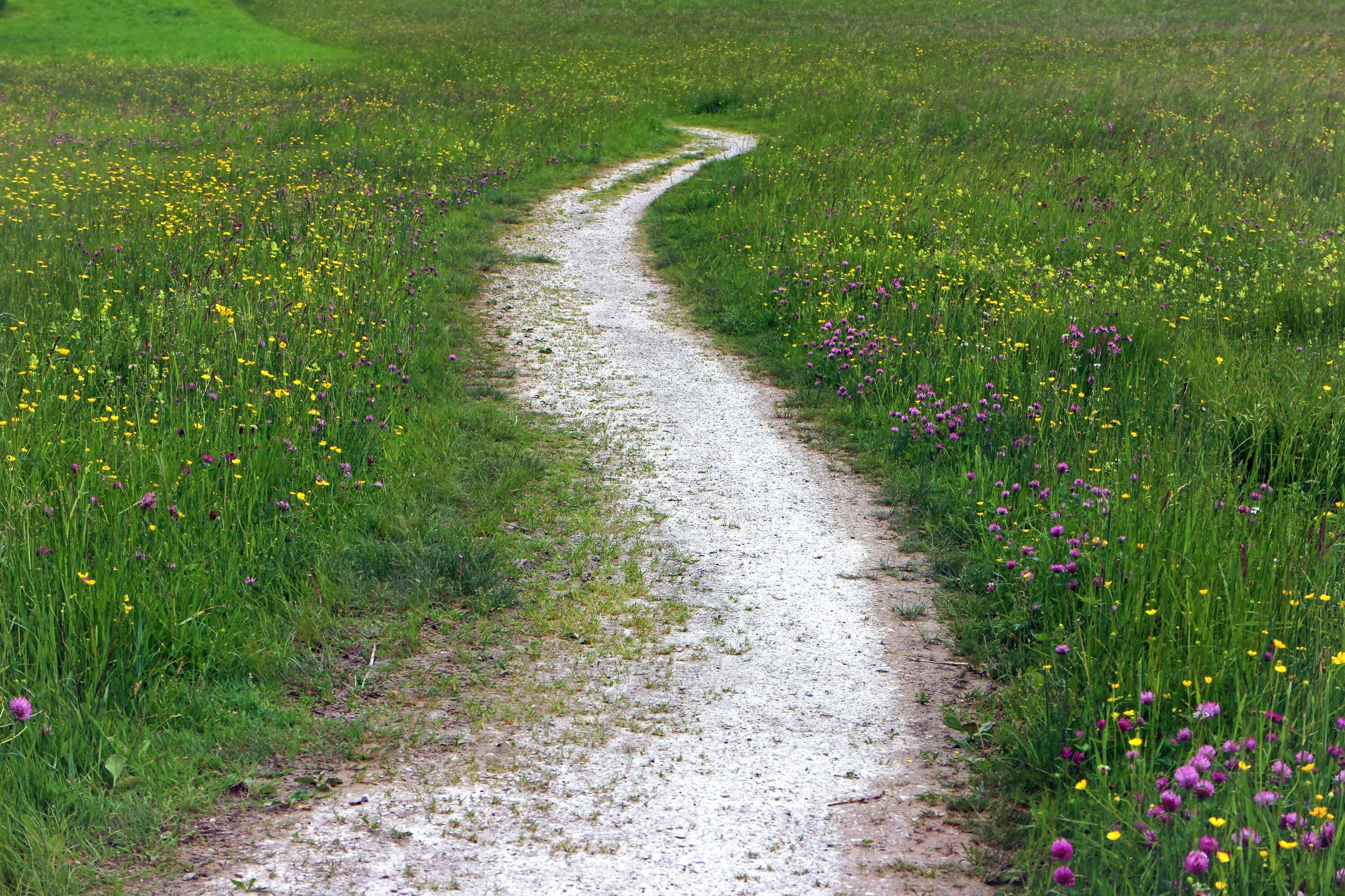 Поле тропинка фото Free Images : marsh, field, lawn, meadow, prairie, flower, pasture, soil, lane, 