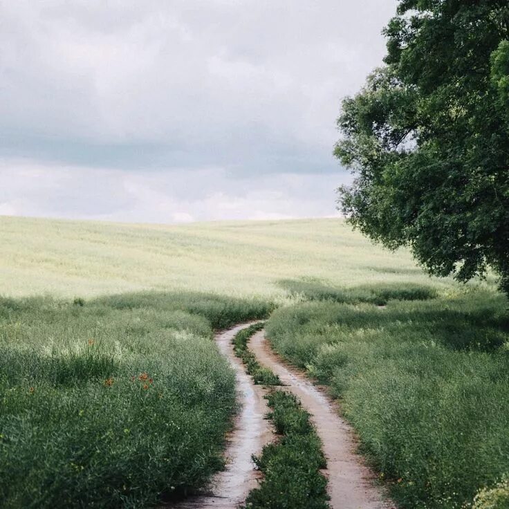 Поле тропинка фото Saskia Bauermeister Nature photography, Beautiful nature, Scenery