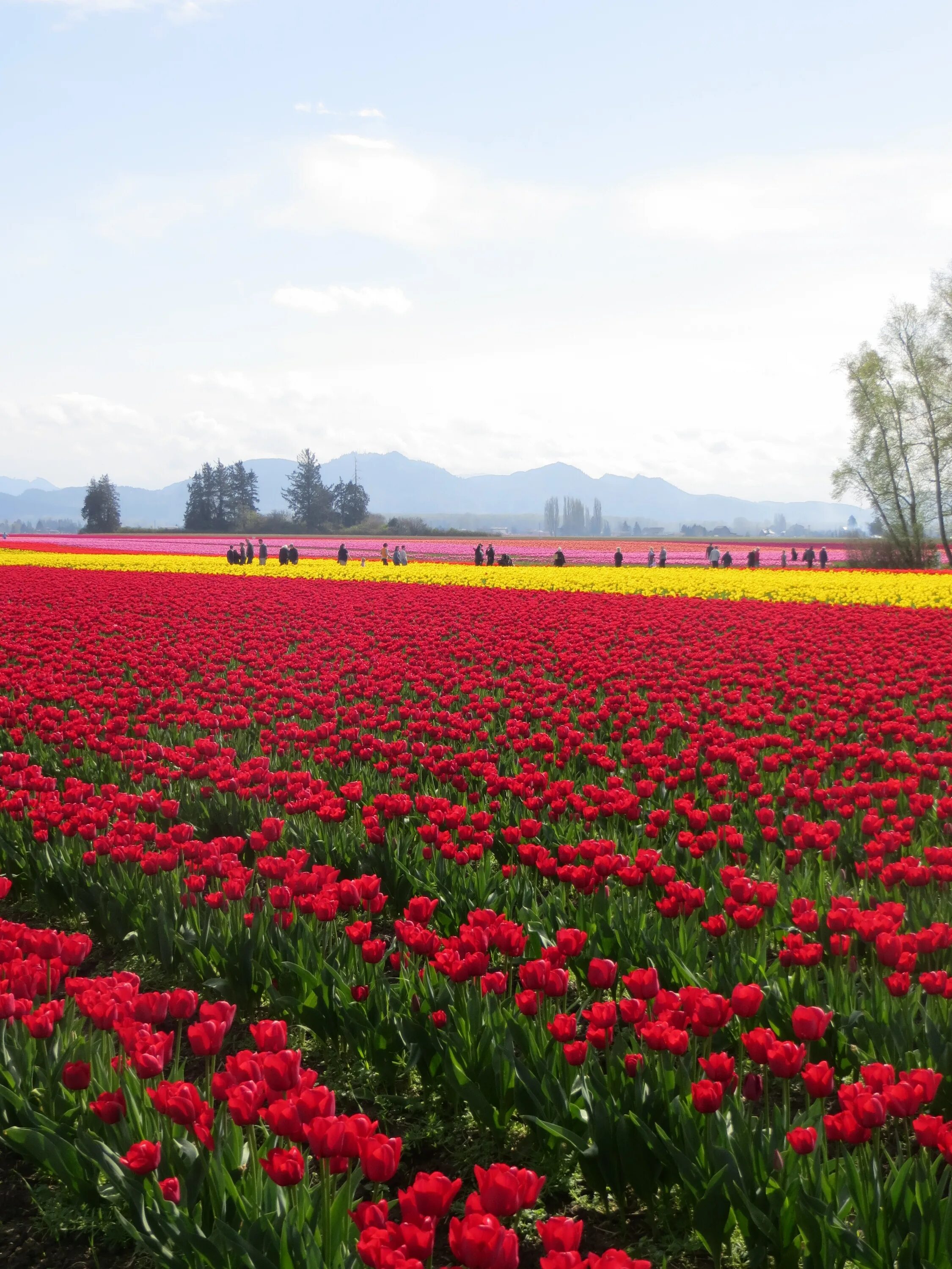 Поле тюльпанов фото Landscape of bright colorful Tulip Fields in countryside free image download