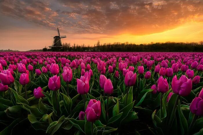 Поле тюльпанов фото "An amazing sunrise among the purple tulips" by Costas Ganasos #fstoppers #Lands