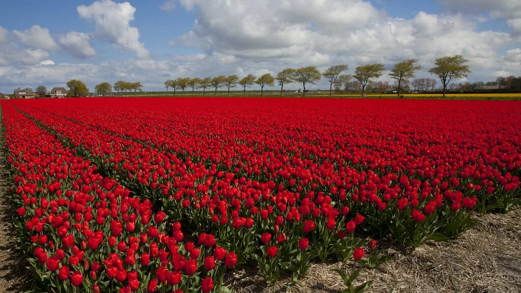 Поле тюльпанов фото Tulip time in Holland Seen in North Holland near Breezand Flickr