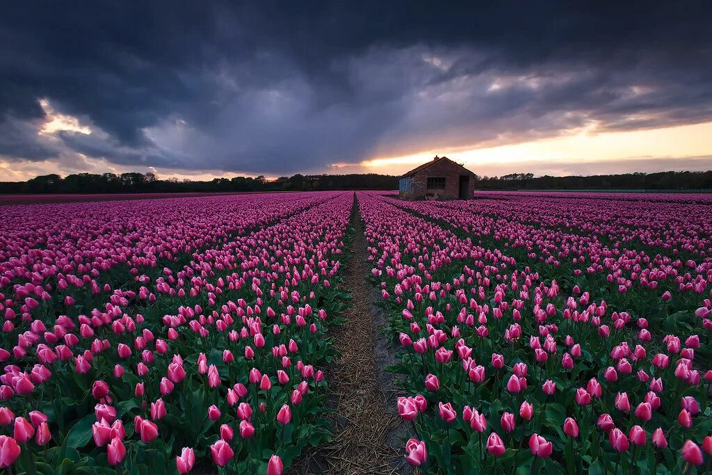 Поле тюльпанов фото красивые Tulip fields, The Netherlands Taken at sunset! You can fin. Flickr