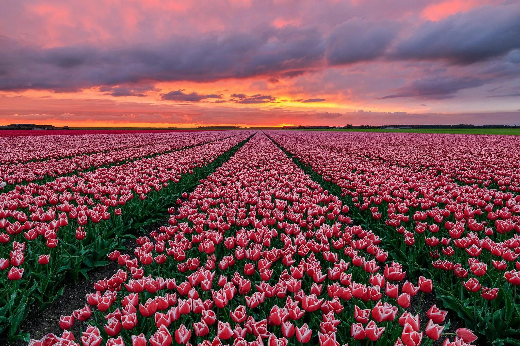 Поле тюльпанов фото с днем рождения #Flowers #Tulip #Field #Nature #Netherlands Pink Flower #Sunset #1080P #wallpape