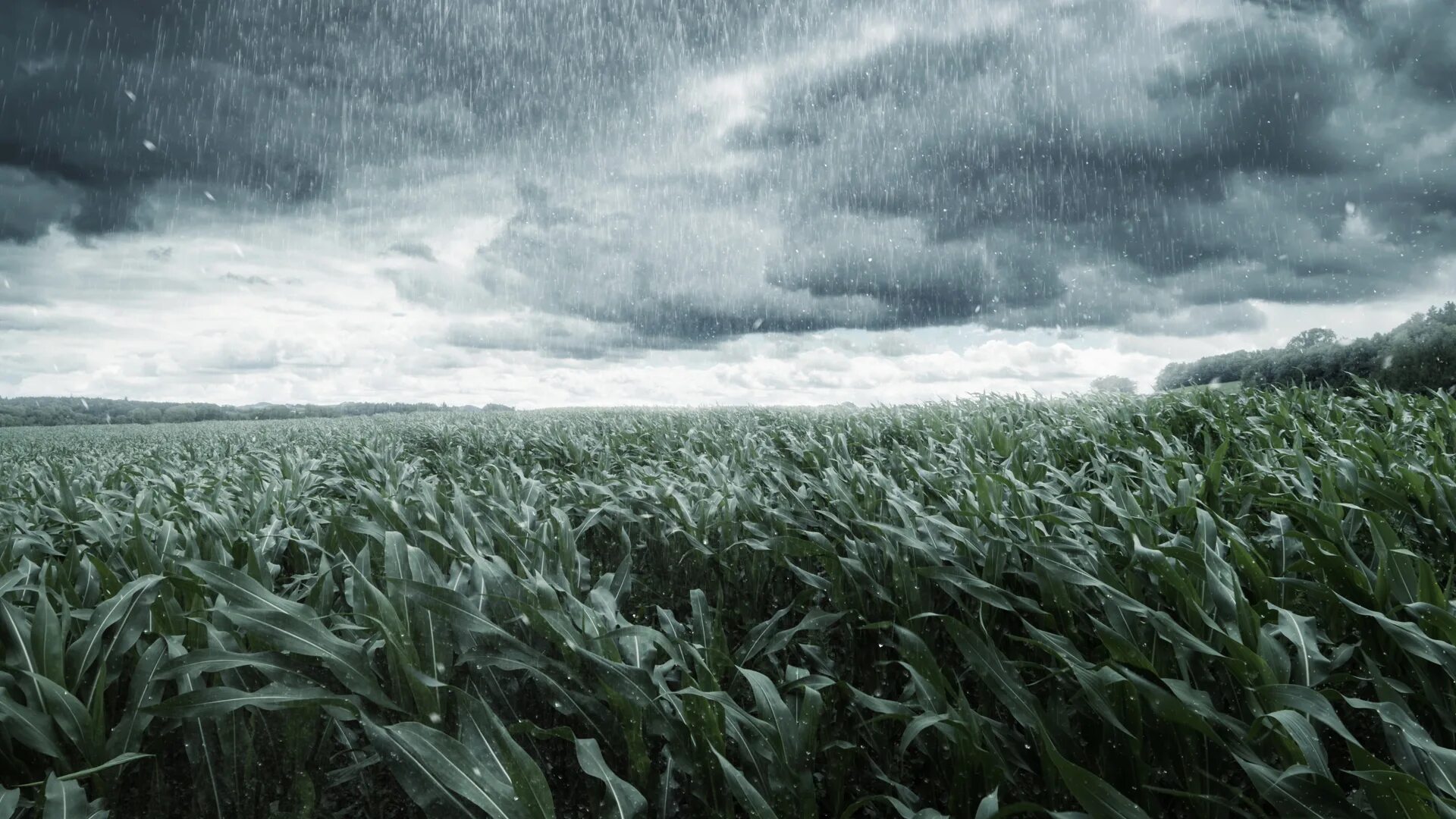 Поле в пасмурную погоду фото Floods drown south-central US crops - FreightWaves