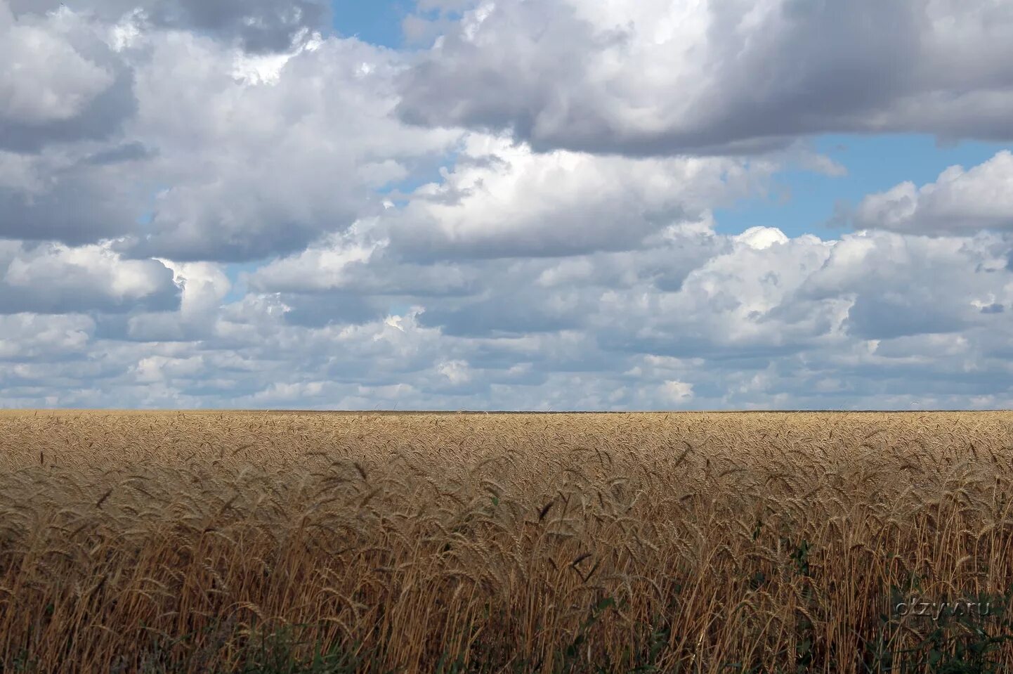 Поле в туле фото Спасское-Лутовиново - Орёл - Куликово поле - Богородицк - рассказ от 20.08.15