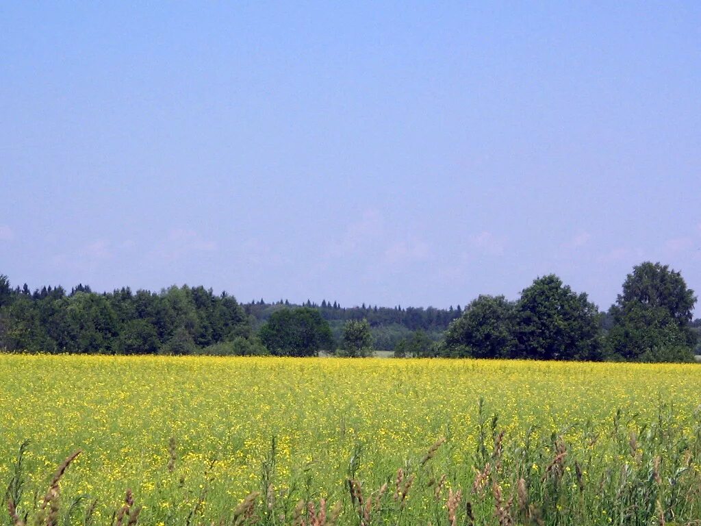 Поле в туле фото foto-tula.ru - ФотоТула. Анастасия F. Желтое поле