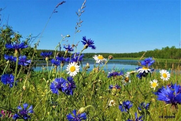 Поле васильков фото Pin by Сойка on ромашки и васильки Oil painting landscape, Wild flower meadow, L