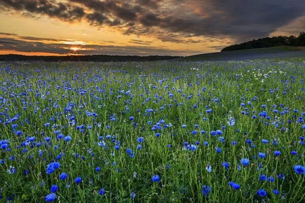 Поле васильков фото Prints of Field of cornflowers, -Centaurea cyanus-, sunset, Baltic Seaside Resor