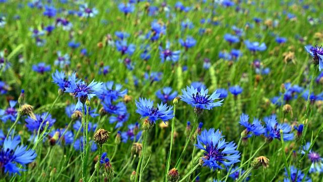 Поле васильков фото в хорошем качестве Cornflower Blossom Bloom - Free photo on Pixabay Armistice day, Cornflower, Peta