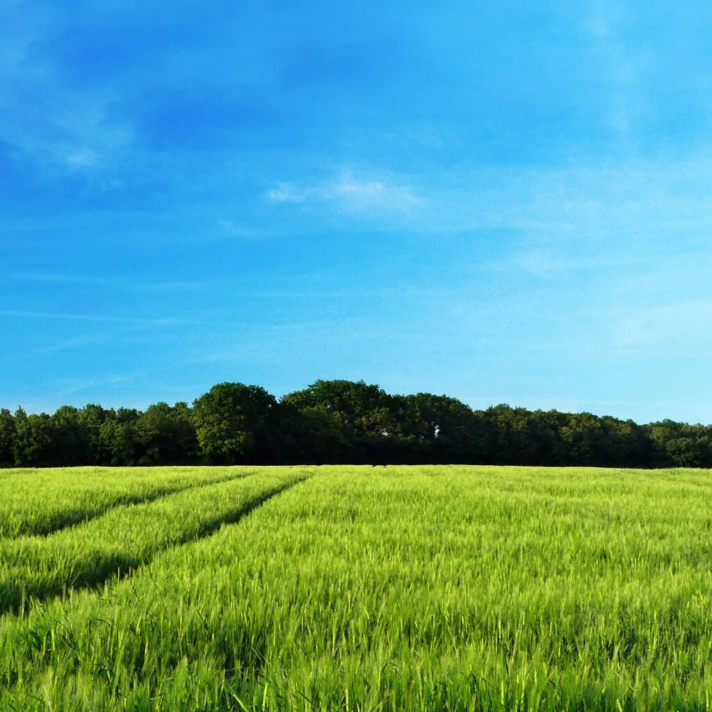 Поле вертикальное фото Download wallpaper field, forest, summer, trees, nature, tree, landscapes, field