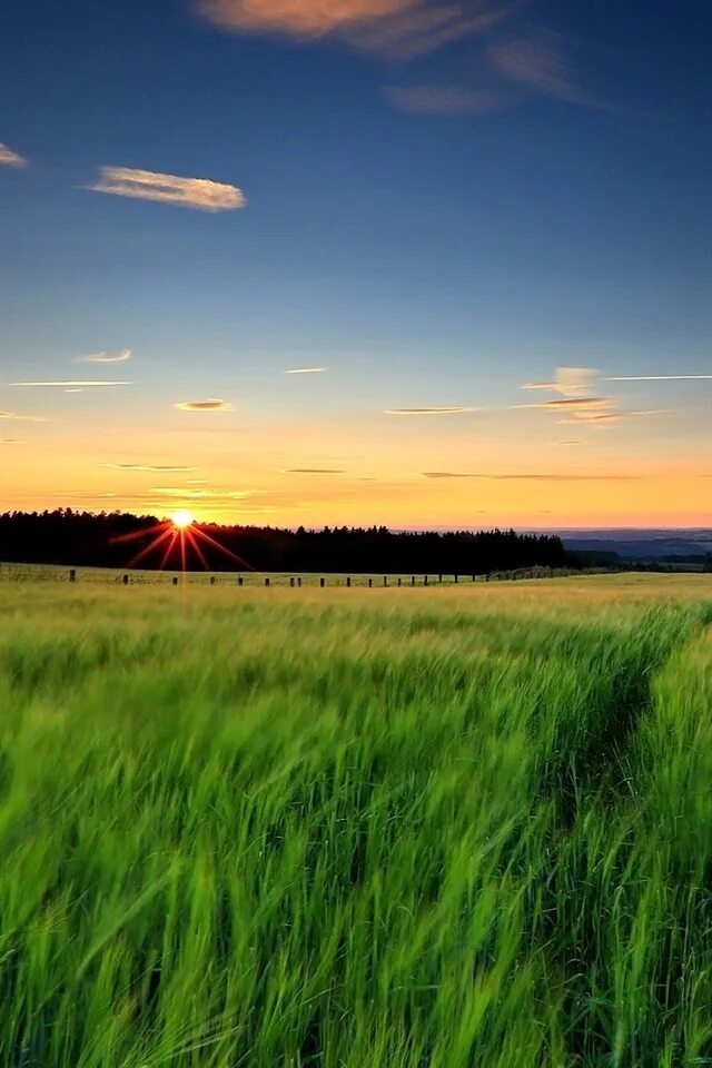 Поле вертикальное фото Paisaje de la naturaleza, la hierba verde, campos de trigo, puesta del sol, noch