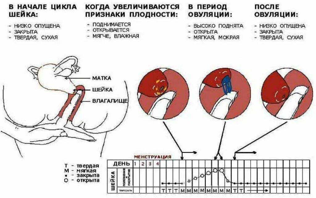 Поле времени фото Какая шейка матки после месячных