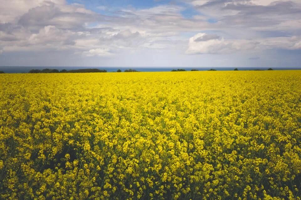 Поле желтых цветов фото yellow flowers field Free Stock Photo