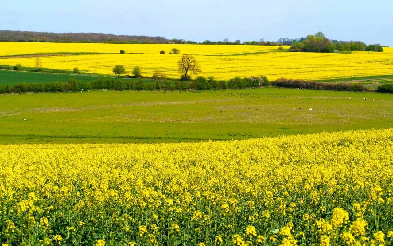 Поле желтых цветов фото Drupal Demos Yellow fields, Field wallpaper, Nature images