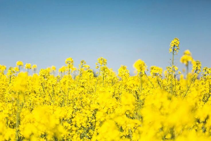 Поле желтых цветов фото Download Blooming Canola Rapeseed Field FREE Stock Photo Nature images, Nature b