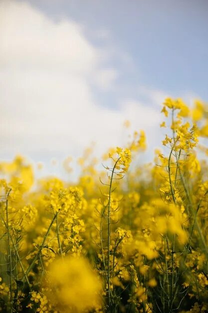 Поле желтых цветов фото Premium Photo Yellow field at sunset