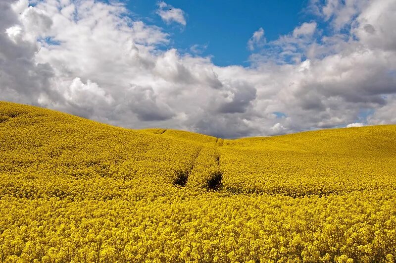 Поле желтых цветов фото Rape seed field Talk Photography