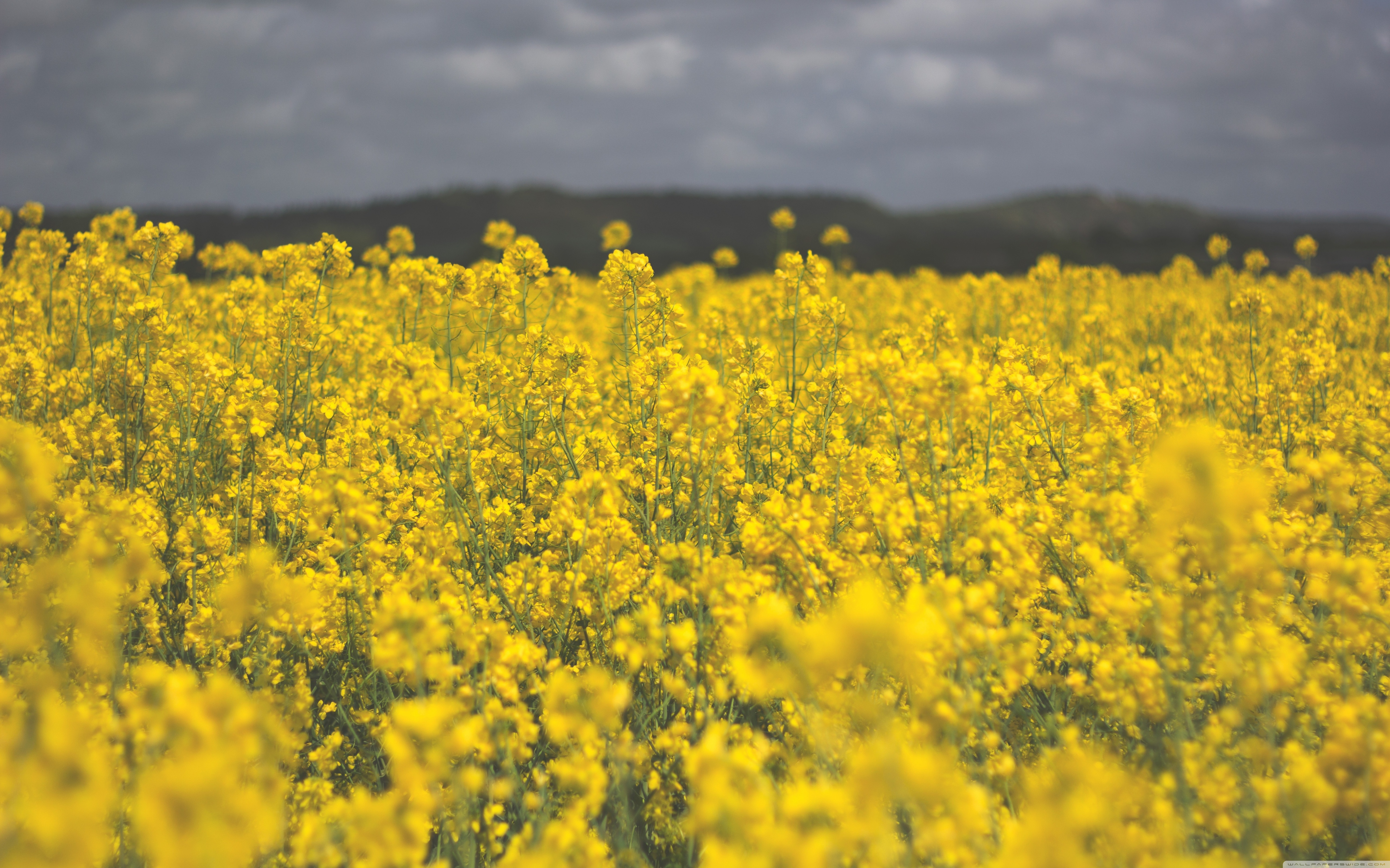 Поле желтых цветов фото Yellow Field Ultra HD Desktop Background Wallpaper for 4K UHD TV : Widescreen & 