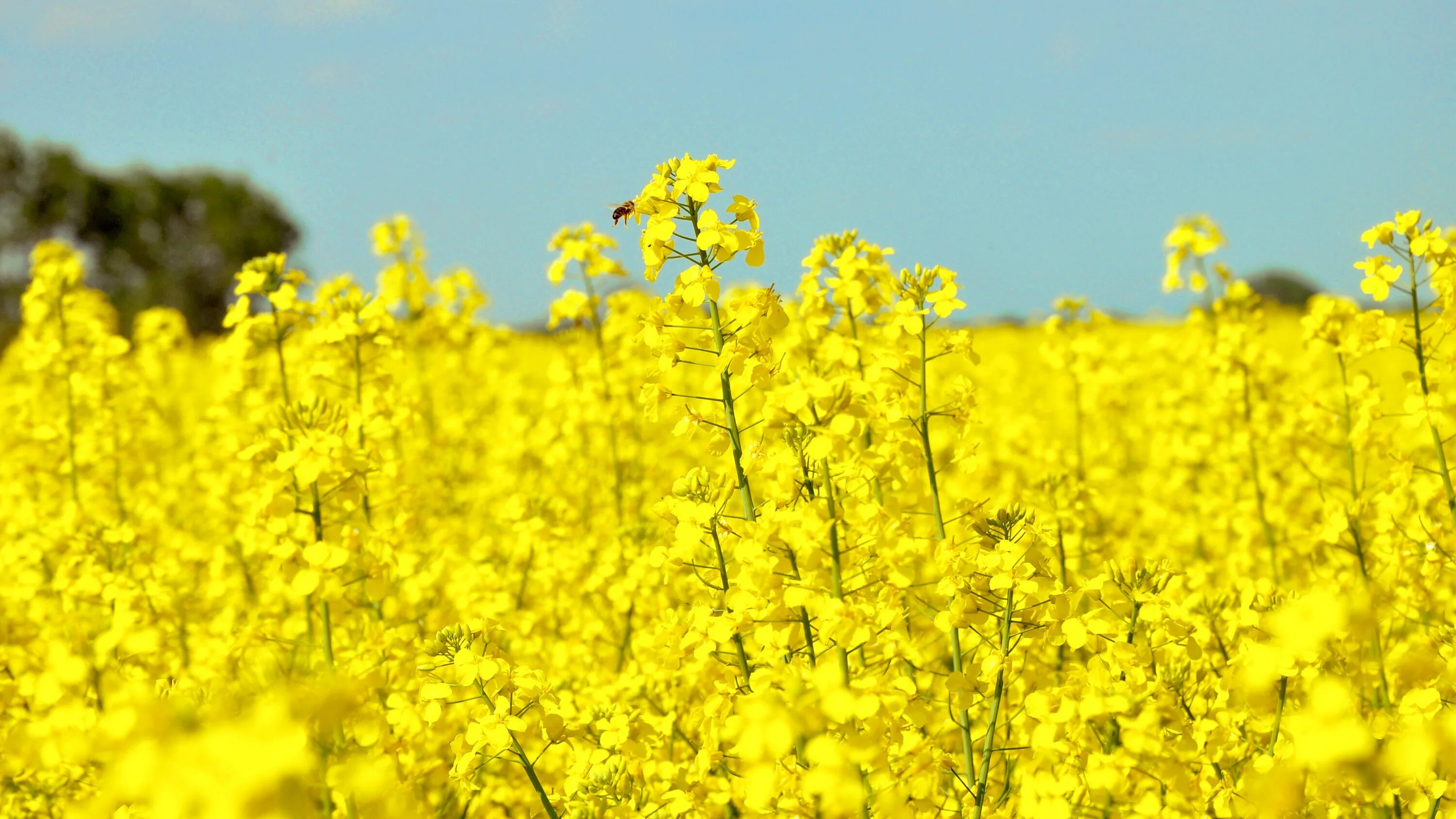 Поле желтых цветов фото Free Images : field, flower, food, spring, produce, vegetable, crop, agriculture