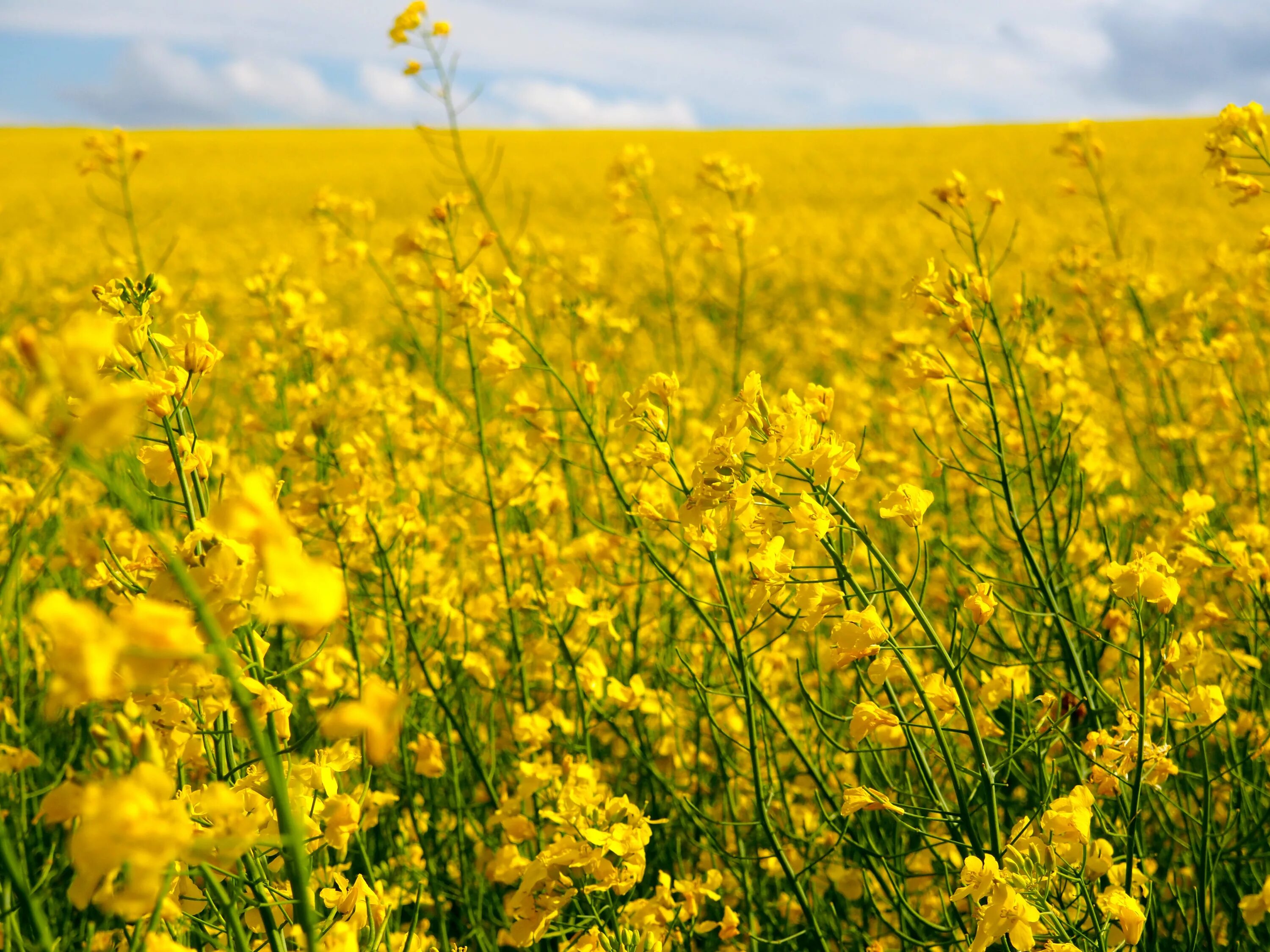 Поле желтых цветов фото Wallpaper : sunlight, landscape, nature, grass, sky, field, yellow, Germany, spr