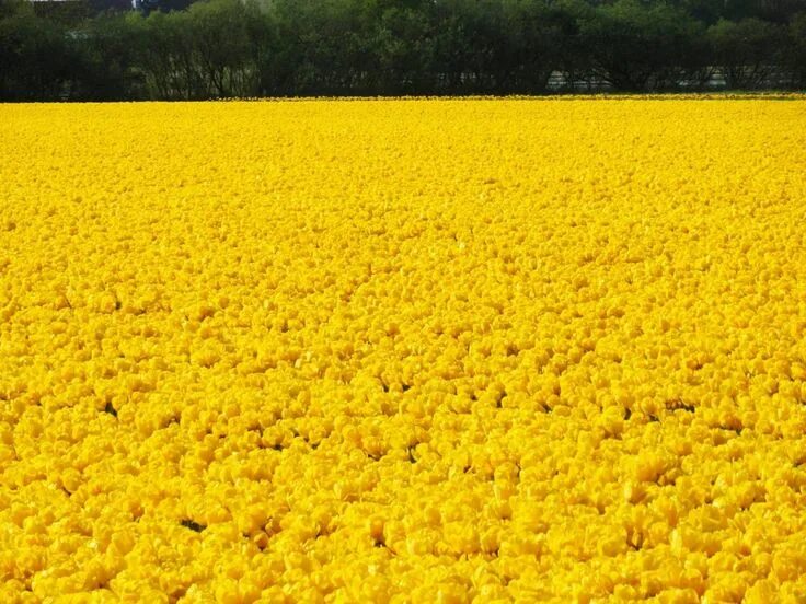 Поле желтых цветов фото Tulip Fields in the Netherlands - When & Where (2019) Tulip fields netherlands, 