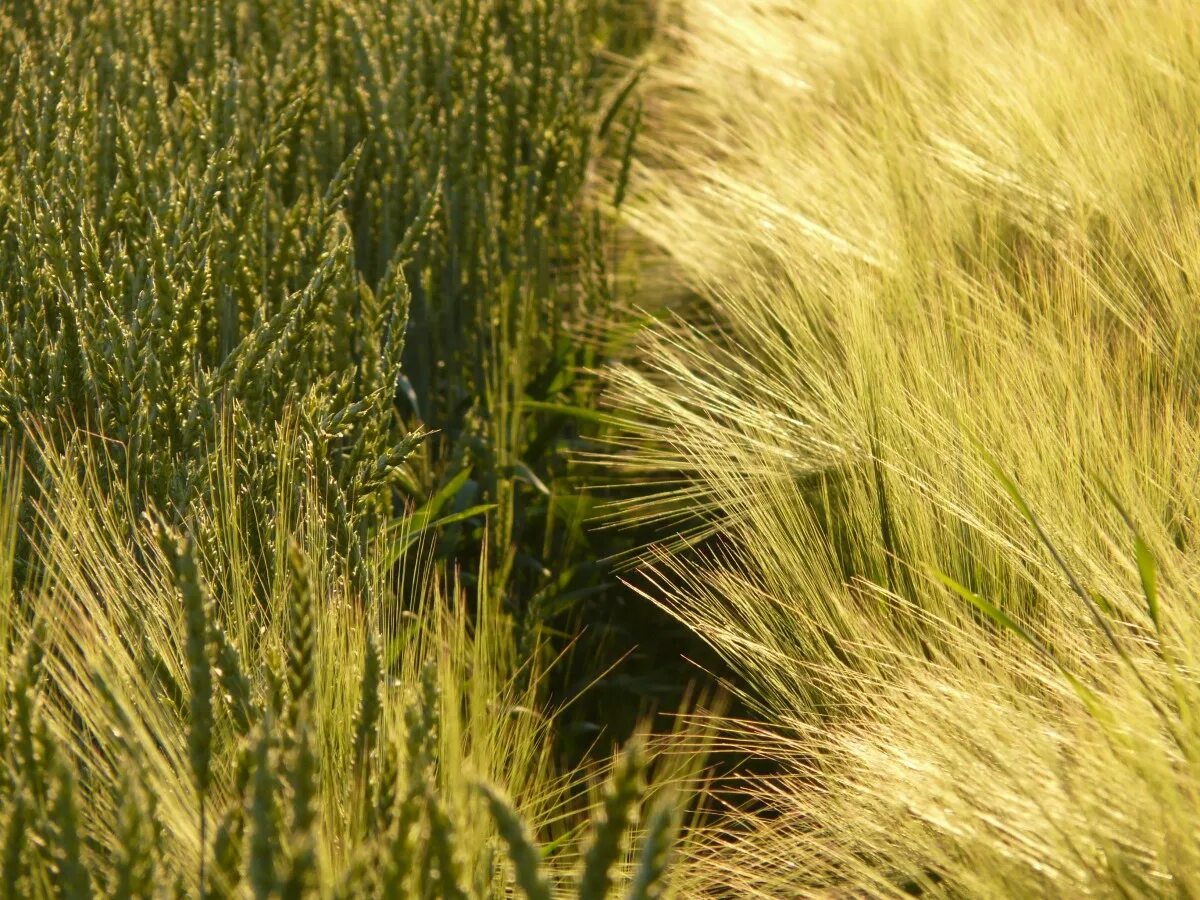 Поле злаков фото Free Images : lawn, meadow, prairie, sunlight, seed, green, harvest, crop, ear, 