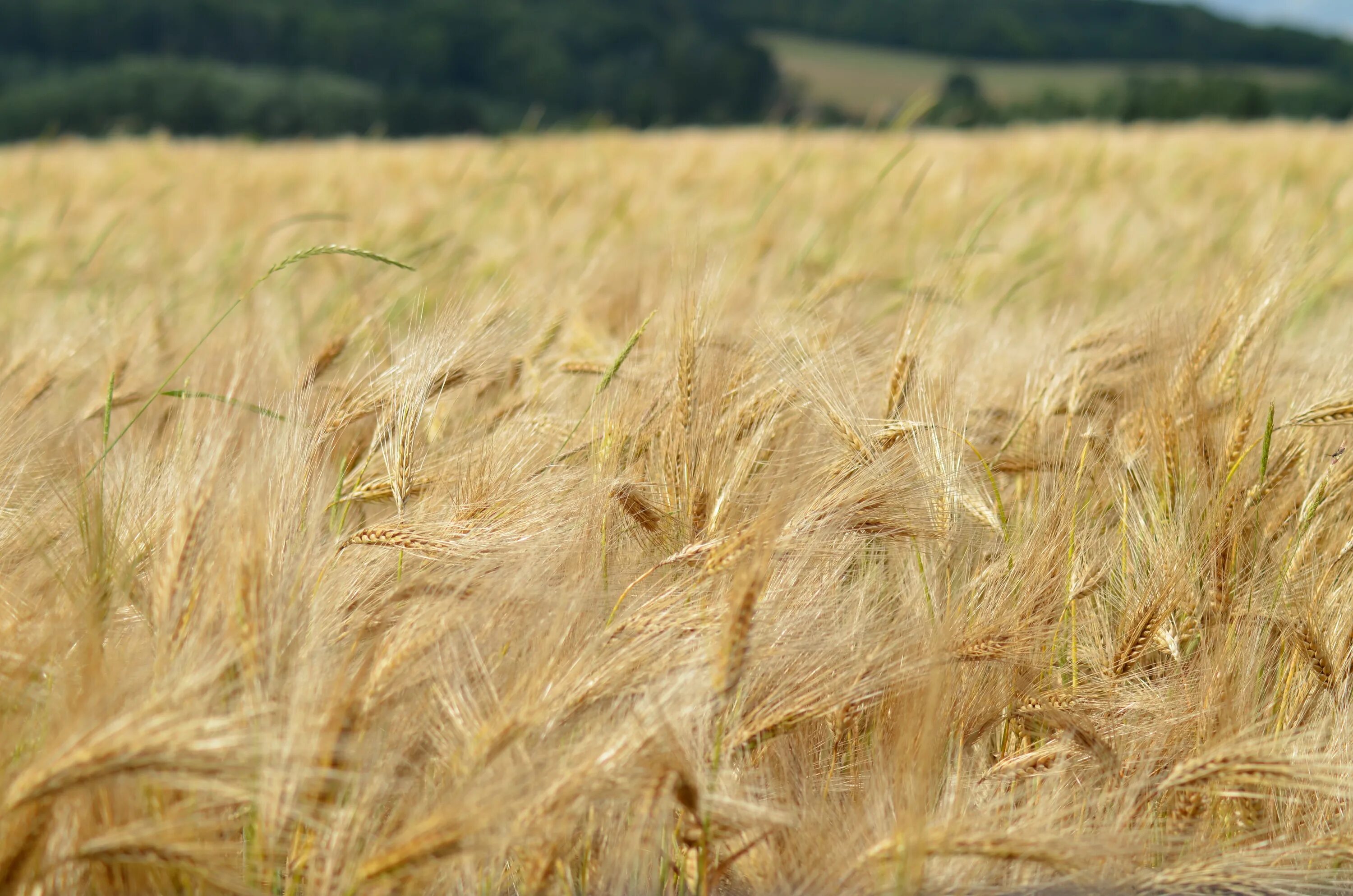 Поле злаков фото Free Images : field, barley, prairie, france, feed, crop, power, fields, grassla