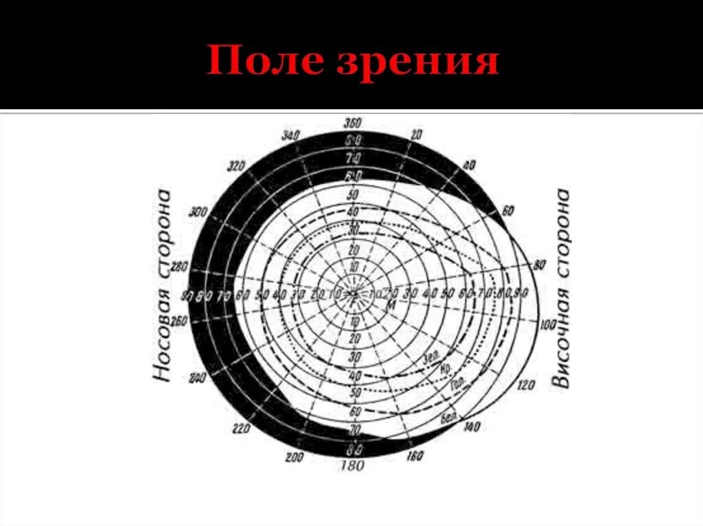 Поле зрения фото Поле зрения нормальные границы