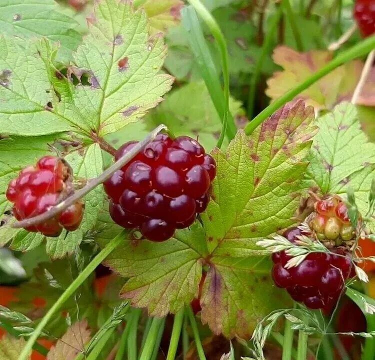 Поленика ягоды фото и описание Саженцы княженика Агродекор Тария AGRO48263 1 шт. - отзывы покупателей на Мегама