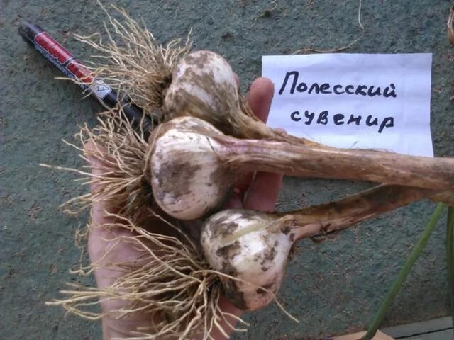 Полесский сувенир чеснок описание сорта фото Чеснок Полесский сувенир: характеристика и описание сорта с фото