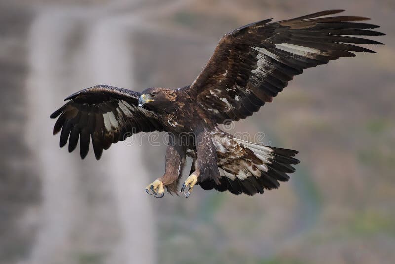 Полет беркута фото Golden Eagle Flying Above the Blooming Meadow. Bird Hunter in Nature Habitat, Sw