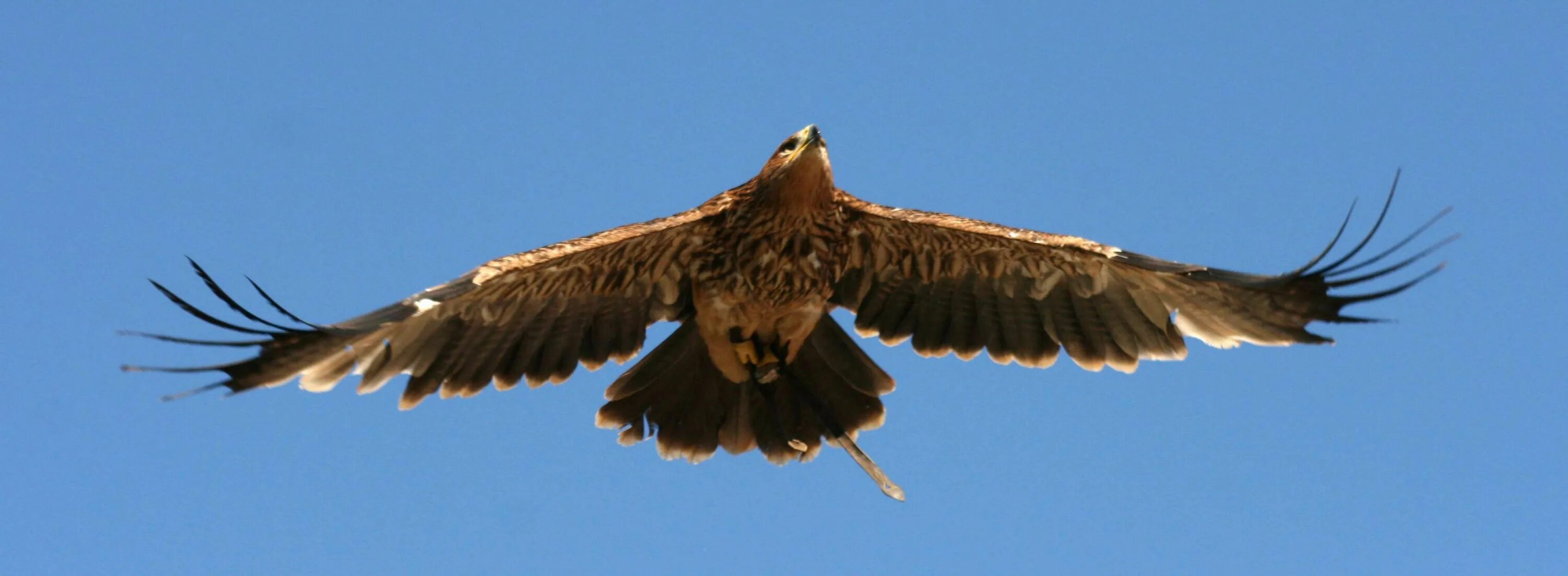 Полет беркута фото #bird prey #feathers #flight #golden eagle #hawk #sky #talons #wings Eagle, Bald