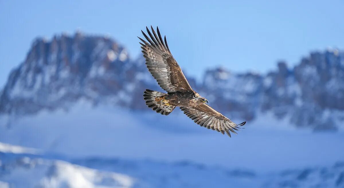 Полет беркута фото Файл:001 Wild Golden Eagle and Majinghorn Pfyn-Finges Photo by Giles Laurent.jpg