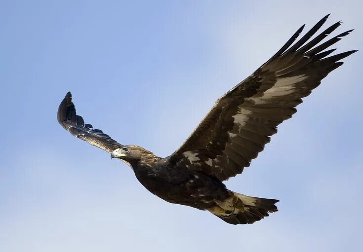 Полет беркута фото young golden eagle Eagle in flight, Bird, Golden eagle