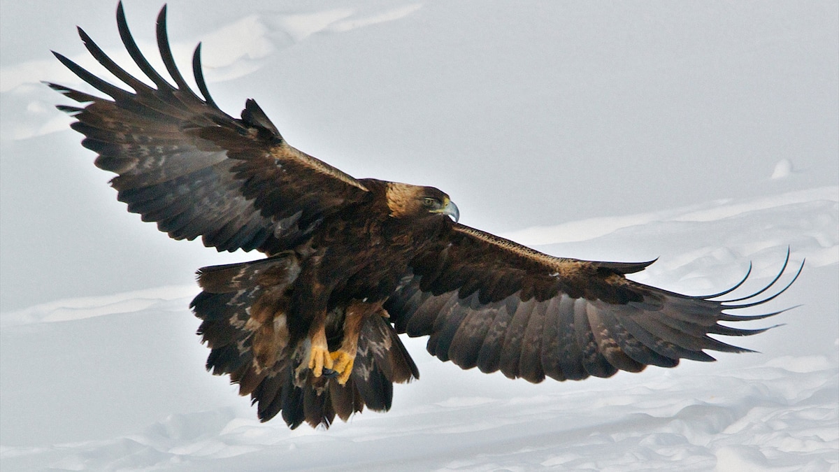 Полет беркута фото This lead-poisoned eagle miraculously recovered. Most aren’t so lucky