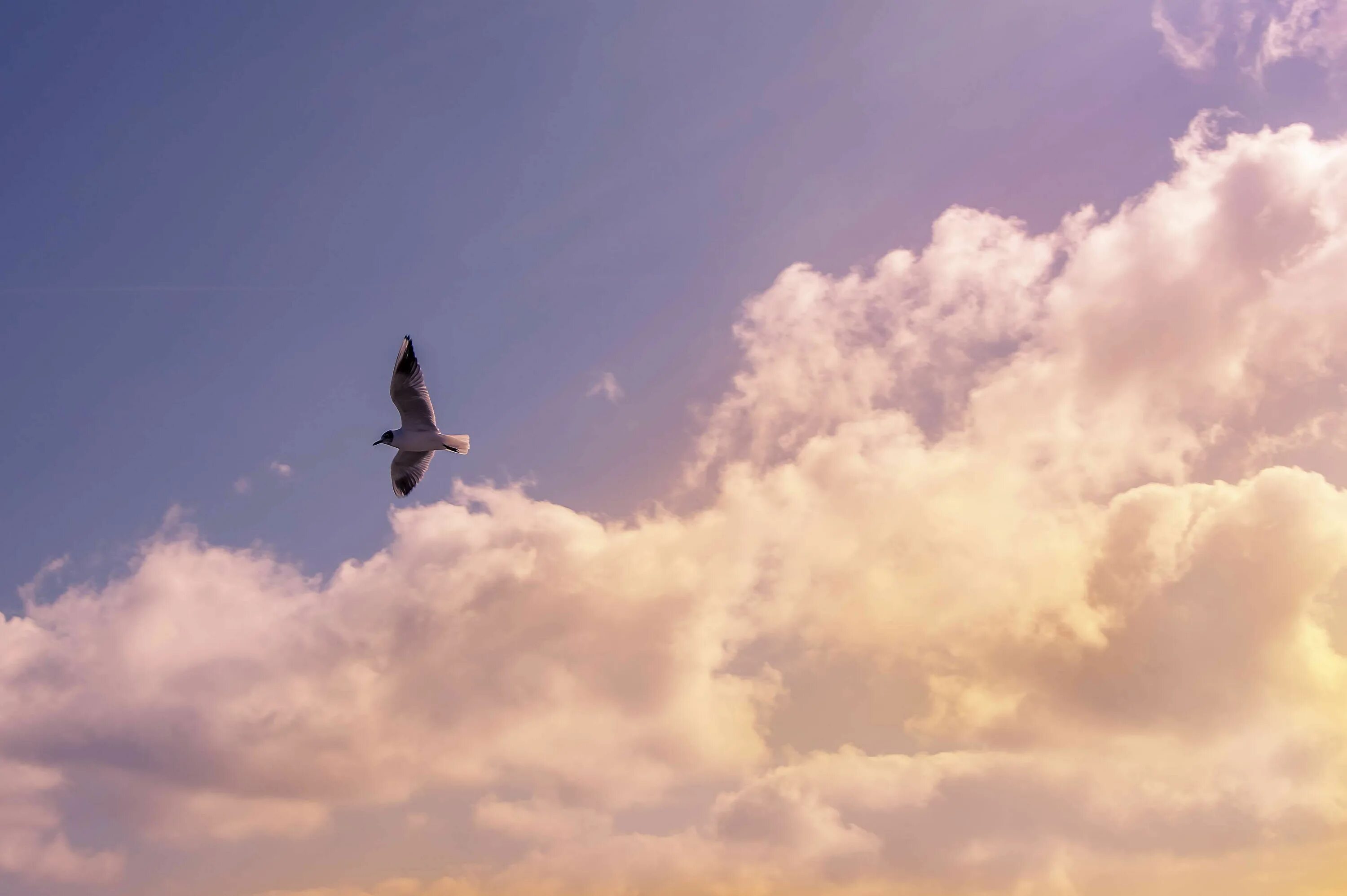 Полет мечты фото #bird #clouds #flight #nature #seagull #sky Sky and clouds, Clouds, Birds flying