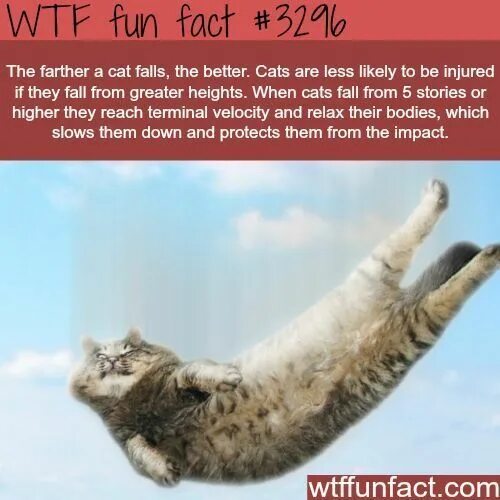 Полет нормальный фото WTF fun fact #3296 Cat fact in regards to falling. #catfacts WTF...facts! Интере