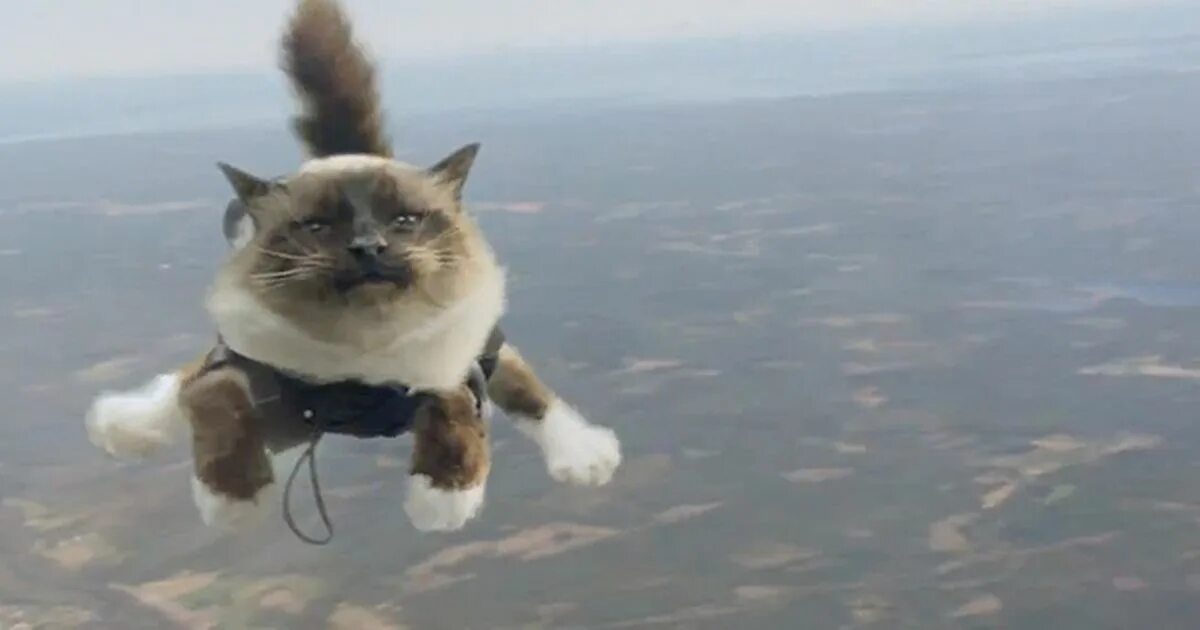 Полет нормальный фото Skydiving cats: Swedish advert shows feline plunging to the ground in a hilariou