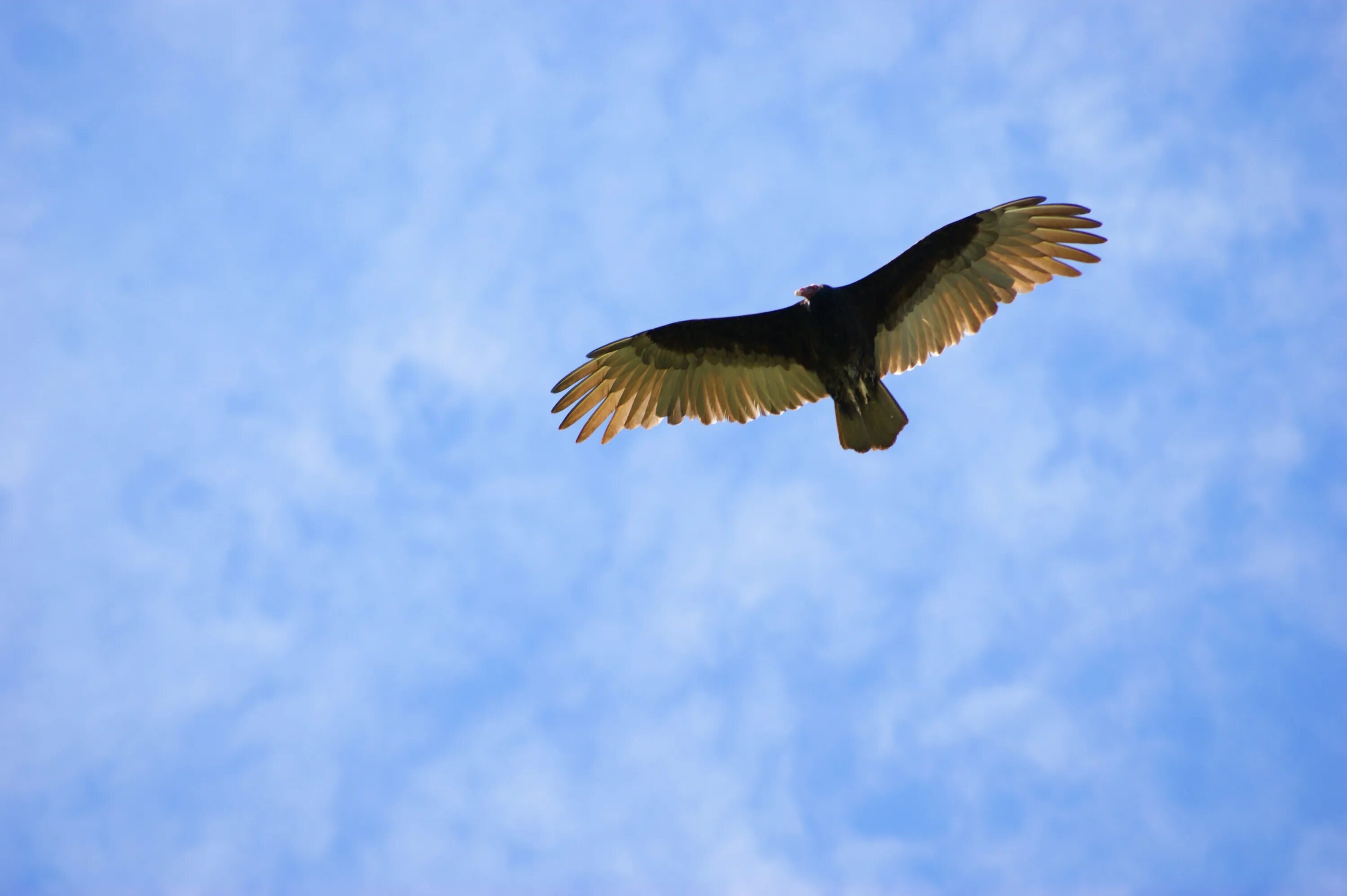 Полет птицы фото Free Images : wing, sky, fly, beak, flight, blue, hawk, bird of prey, bald eagle