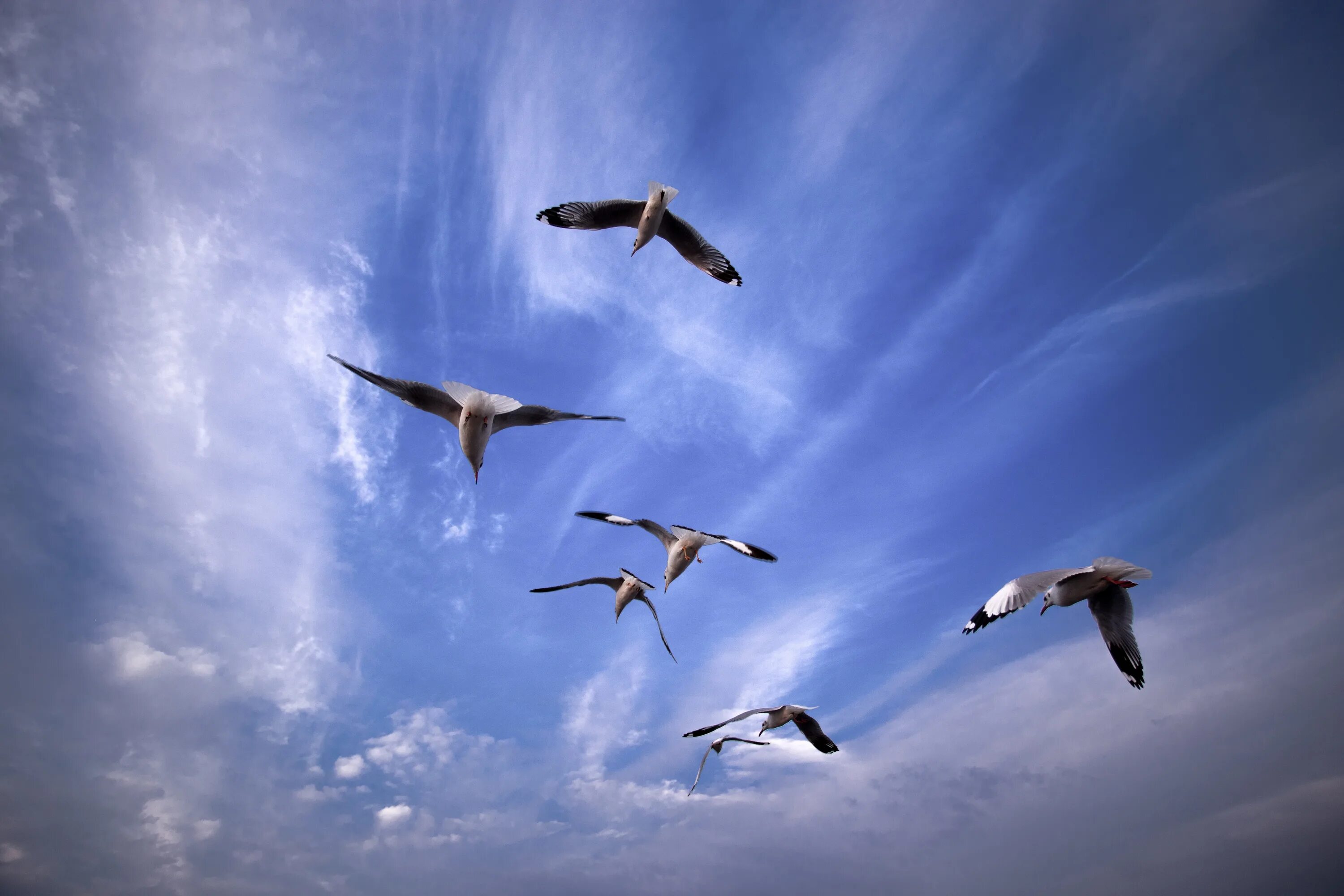 Полет птицы фото Free Images : sea, wing, sky, seabird, seagull, gull, flight, blue, birds, verte