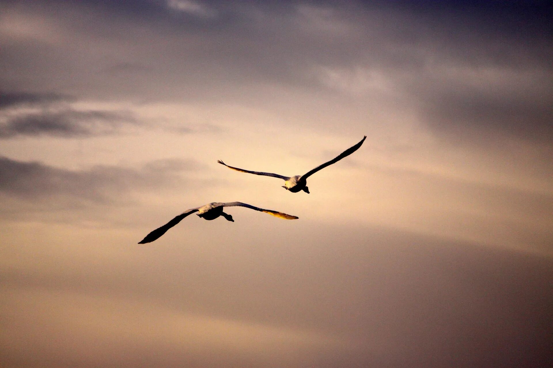 Полет птицы фото Wallpaper : sunset, nature, sky, sunrise, morning, Flight, cloud, seabird, wing,